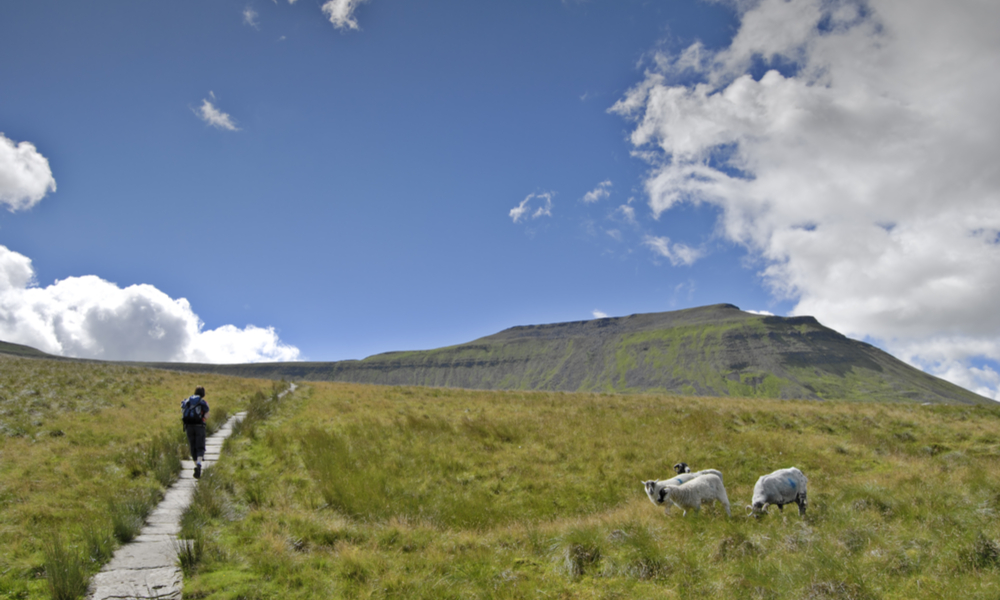 Female hiker ascending the path to Ingleborough from Chapel-le-Dale. Four sheep can be seen grazing on the moorland grass and Ingleborough rises in the distance